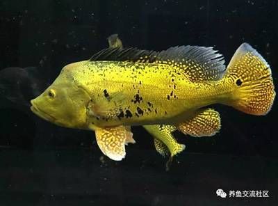 成年申古三間魚（成年申古三間魚的介紹） 帝王三間魚 第2張