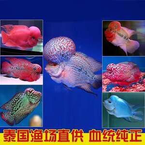 觀賞魚羅漢魚苗多少錢一條?。_漢魚苗價(jià)格因品種、品質(zhì)、市場走向等因素而異） 黃金貓魚百科 第3張