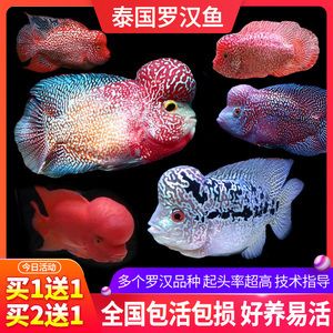 觀賞魚羅漢魚苗多少錢一條?。_漢魚苗價(jià)格因品種、品質(zhì)、市場走向等因素而異） 黃金貓魚百科 第1張