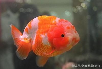 淡水溫帶觀賞魚（淡水觀賞魚的起源） 潛水艇魚 第2張