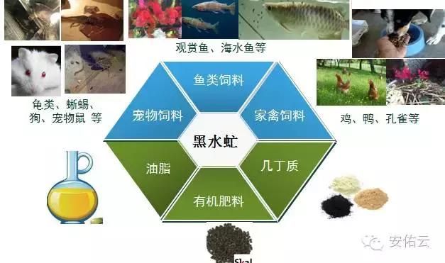 觀賞魚海魚怎么養(yǎng)好吃（養(yǎng)觀賞魚海魚的基本方法）