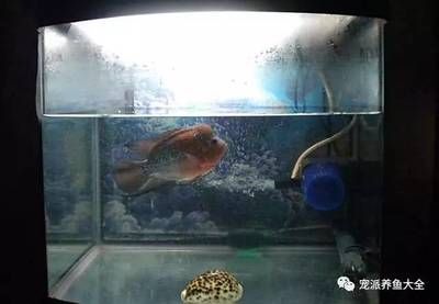 觀賞魚羅漢魚能養(yǎng)多久（羅漢魚的壽命受多種因素影響） 水族世界 第4張