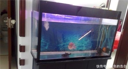 觀賞魚羅漢魚能養(yǎng)多久（羅漢魚的壽命受多種因素影響） 水族世界 第3張