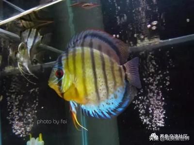 大型觀賞魚種類及圖鑒（大型觀賞魚的養(yǎng)殖技巧大型觀賞魚的養(yǎng)殖技巧大型觀賞魚的選購指南） 非洲金鼓魚 第3張