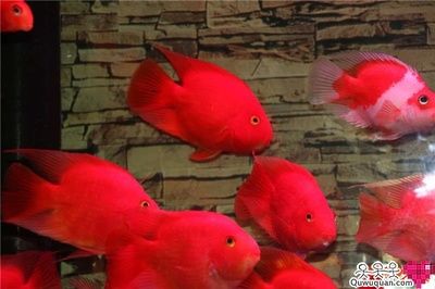 紅鸚鵡魚的飼養(yǎng)方法（紅鸚鵡魚的飼養(yǎng)方法，紅鸚鵡魚的起源與分類） 飛鳳魚苗 第1張