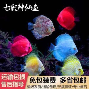 觀賞魚飄起來了怎么回事（觀賞魚為什么會飄頭） 小型觀賞魚 第3張