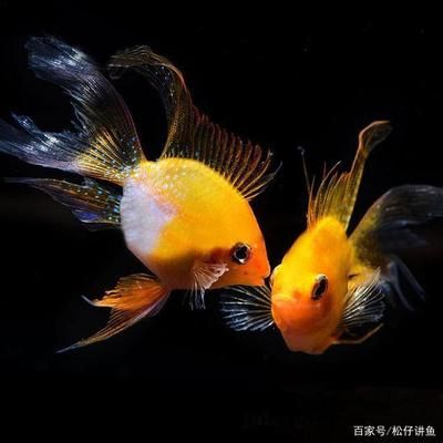 跟人互動好的觀賞魚（如何訓(xùn)練觀賞魚進(jìn)行互動表演） 水族問答 第1張