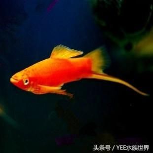 好玩的小型觀賞魚（小型觀賞魚可以稱之為水虎魚的縮小版或小型觀賞魚） 小型觀賞魚 第1張