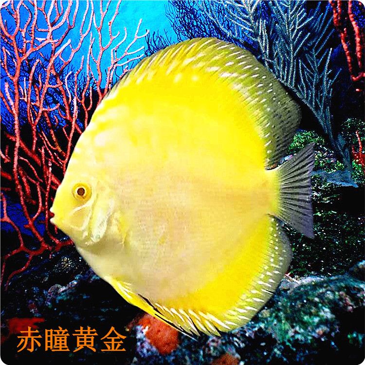 觀賞魚七彩神仙白化黃金,和赤瞳黃金有啥區(qū)別（七彩神仙魚白化黃金和赤瞳黃金在外觀上有著明顯的區(qū)別） 羽毛刀魚苗 第4張