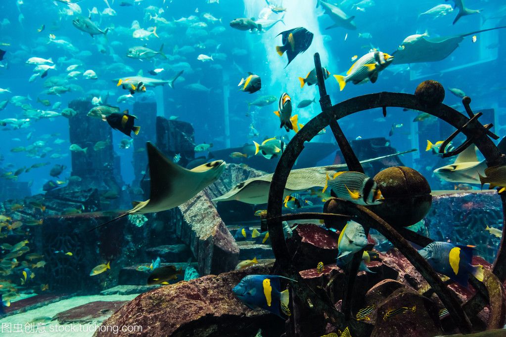 觀賞魚水族館照片真實(shí)（世界各地著名水族館攝影技巧想要拍攝出令人贊嘆的水族館照片） 黃金夢(mèng)幻雷龍魚 第4張