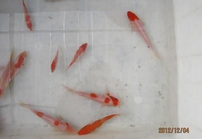 常溫 觀賞魚（常溫觀賞魚怎么養(yǎng)？） 女王大帆魚 第2張