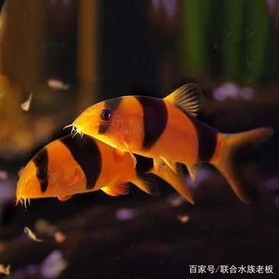 觀賞魚不動了（觀賞魚不動的原因及處理方法：觀賞魚不動的原因及處理方法） 魚缸清潔用具 第3張