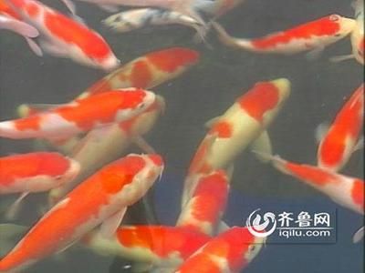 觀賞魚拍賣100萬(wàn)的魚（全球最昂貴的觀賞魚拍賣背后的故事觀賞魚拍賣背后的故事） 愛(ài)龍仕 第1張