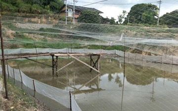 戶外觀賞魚池防鳥（助養(yǎng)魚者做出更加明智的防鳥措施，以下幾種有效的防鳥措施） 玫瑰銀版魚 第1張