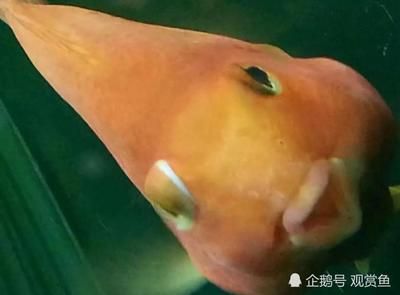 觀賞魚突眼病怎么治（如何治療觀賞魚突眼?。?野彩魚 第2張