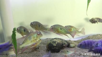 觀賞魚喂豐年蝦還是飼料好（探討觀賞魚喂食豐年蝦和飼料各自的優(yōu)缺點(diǎn)和缺點(diǎn)） 殺菌消毒設(shè)備 第3張