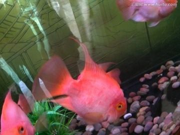 觀賞魚金魚可以吃嗎有毒嗎（觀賞魚金魚可以吃嗎） 恐龍王魚 第4張