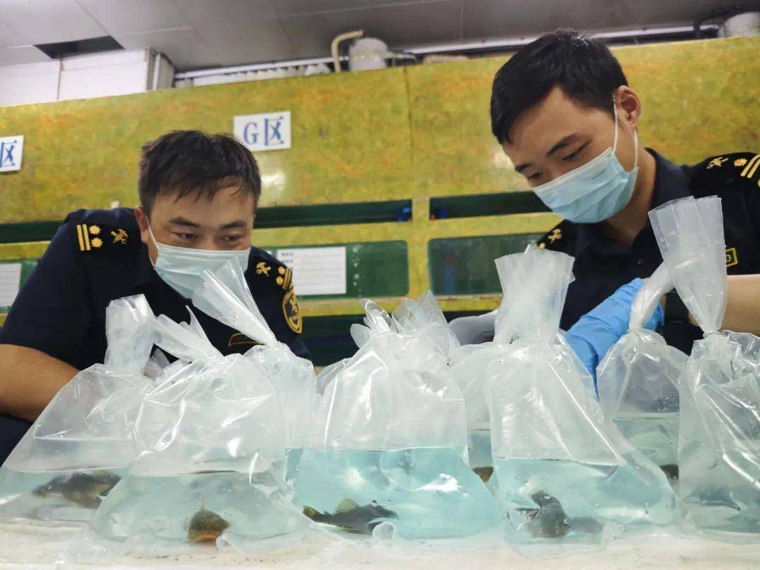 廣州觀賞魚漁場進貨（廣州市觀賞魚漁場進貨指南） 新加坡三巴旺 第4張