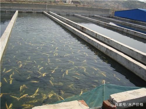 觀賞魚浮水面為什么浮不起來（觀賞魚浮水面怎么辦） 綠皮皇冠豹魚