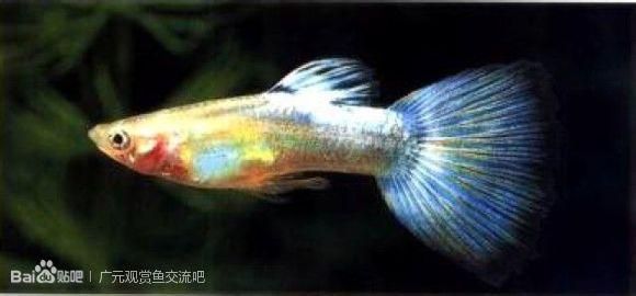 觀賞魚吧 貼吧（關(guān)于觀賞魚吧）