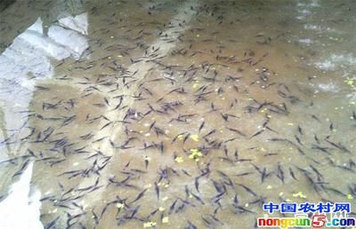 黑云魚(yú)為什么養(yǎng)的人不多（黑云魚(yú)的人工繁殖能力相對(duì)較弱、繁殖能力較弱、繁殖能力較高）