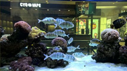 觀賞魚店名帶魚（好聽吉利的觀賞魚店名示例：水族館命名的藝術與技巧） 成吉思汗鯊（球鯊）魚 第3張