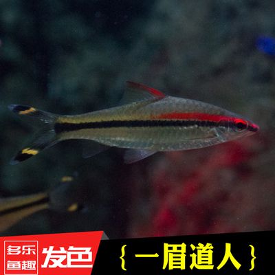 觀賞魚店名帶魚（好聽吉利的觀賞魚店名示例：水族館命名的藝術與技巧） 成吉思汗鯊（球鯊）魚 第1張