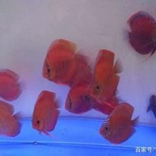 觀賞魚可以喂小米嗎（觀賞魚喂小米好還是喂小米好） 帝龍漁業(yè) 第4張