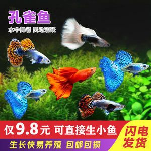 蝴蝶鳳尾魚觀賞魚（珊瑚礁生態(tài)揭秘珊瑚礁生態(tài)揭秘蝴蝶鳳尾魚和鳳尾魚的飼養(yǎng)技巧） 帝王血鉆魚 第3張