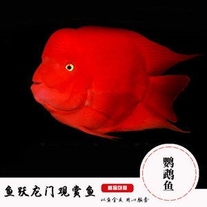 財神鸚鵡魚價格（財神鸚鵡魚價格信息：15元到20元左右財神鸚鵡魚價格信息）