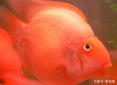 財神鸚鵡魚價格（財神鸚鵡魚價格信息：15元到20元左右財神鸚鵡魚價格信息）