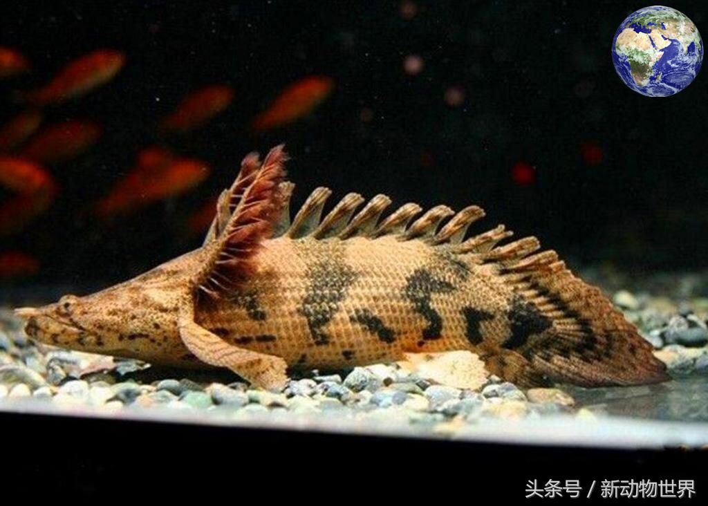 觀賞魚(yú)活化石（觀賞魚(yú)活化石是一些古老外貌和生存方式的觀賞魚(yú)活化石） 祥龍魚(yú)場(chǎng) 第3張