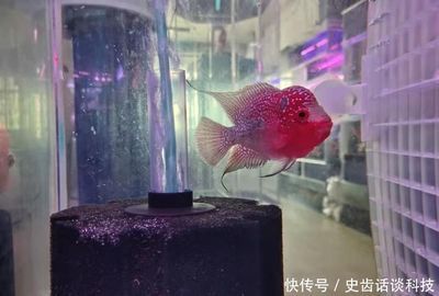 觀賞魚大小眼（如何處理觀賞魚大小眼的問題） 赤荔鳳冠魚 第1張