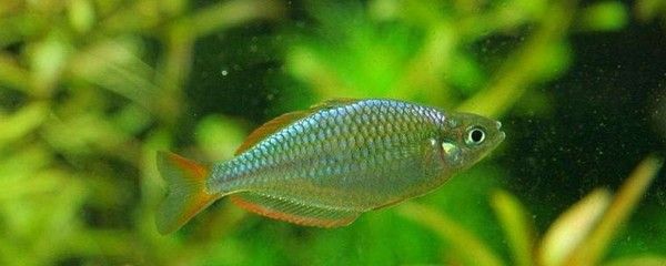 觀賞魚大小眼（如何處理觀賞魚大小眼的問題） 赤荔鳳冠魚 第3張