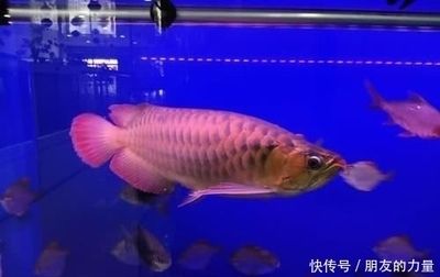 觀賞魚多久喂一次食喂多少（觀賞魚喂食頻率和量的確定） 黃寬帶蝴蝶魚 第1張