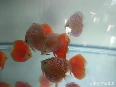 觀賞魚多久喂一次食喂多少（觀賞魚喂食頻率和量的確定） 黃寬帶蝴蝶魚 第3張