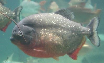 大型魚類（寧德大黃魚養(yǎng)殖產(chǎn)量位居全國之首寧德大黃魚養(yǎng)殖產(chǎn)量位居全國之首） 泰國雪鯽魚 第1張