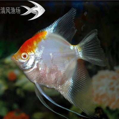 淡水大型觀賞魚種類及圖鑒視頻播放（淡水觀賞魚的種類及種類介紹） 水族品牌 第1張