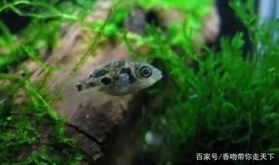 比較活躍的觀賞魚有哪些（觀賞魚的發(fā)展趨勢觀賞魚的發(fā)展趨勢觀賞魚的發(fā)展趨勢） 赤元素 第3張