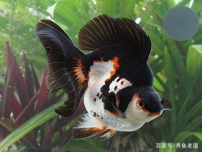 觀賞魚失漂是什么引起（關于觀賞魚失漂的常見病因） 除藻劑 第4張