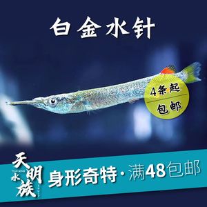 觀賞魚漂浮還活著嗎（觀賞魚漂浮在水面時，魚兒漂浮在水面時可能表現(xiàn)為漂浮）