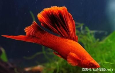 紅線蟲(chóng)喂觀賞魚(yú)視頻播放（熱帶觀賞魚(yú)飼養(yǎng)指南） 野彩魚(yú) 第2張