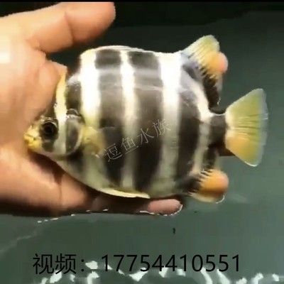 非洲金鼓魚怎么看品相（非洲金鼓魚的繁殖與養(yǎng)殖技巧） 水草 第1張