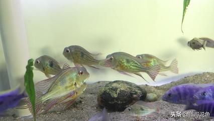 觀賞魚的挑選技巧（如何挑選觀賞魚） 水族燈（魚缸燈） 第1張