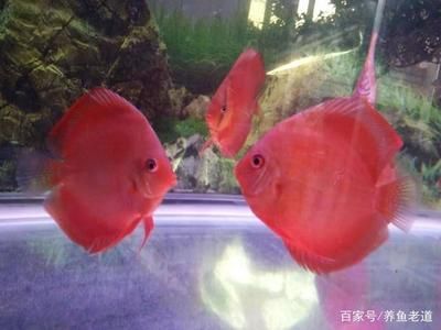 觀賞魚的挑選技巧（如何挑選觀賞魚） 水族燈（魚缸燈） 第2張