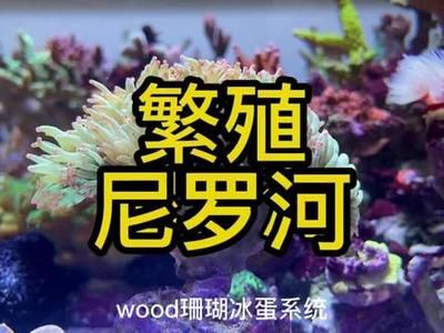 海缸觀賞魚(yú)繁殖有哪些（海水觀賞魚(yú)的繁殖技術(shù)解析） 祥龍傳奇品牌魚(yú)缸 第1張