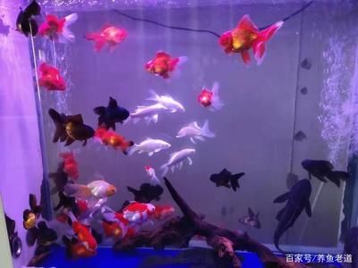 蝴蝶鯉魚缸大小怎么選（蝴蝶鯉魚缸大小的選擇） 帝王血鉆魚 第3張