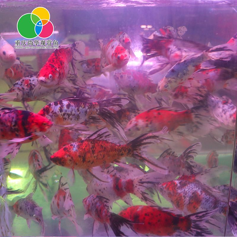 黑莊戶觀賞魚市場(chǎng)有草金魚嗎多少錢（北京朝陽(yáng)黑莊戶觀賞魚花卉銷售、餐飲和休閑觀光為一體的市場(chǎng)）