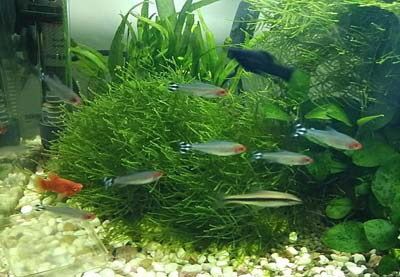 觀賞魚之友f7DJC（觀賞魚之友f7djc） 刀魚魚 第1張