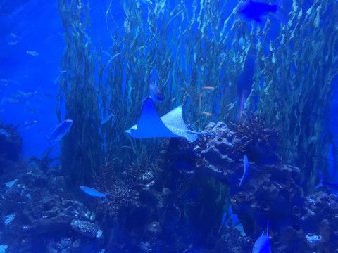 觀賞魚水族館照片真實(shí)嗎（水族館攝影技巧） 金老虎魚 第1張